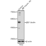 Western Blot - Anti-beta III Tubulin Antibody (A90524) - Antibodies.com