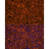 Immunofluorescence - Anti-beta III Tubulin Antibody (A90524) - Antibodies.com