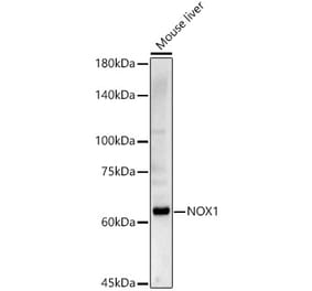 Western Blot - Anti-NOX1 Antibody (A90525) - Antibodies.com
