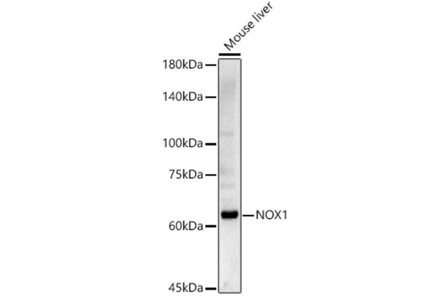 Western Blot - Anti-NOX1 Antibody (A90525) - Antibodies.com