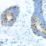 Immunohistochemistry - Anti-NOX1 Antibody (A90525) - Antibodies.com