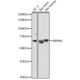 Western Blot - Anti-RBM46 Antibody (A90530) - Antibodies.com