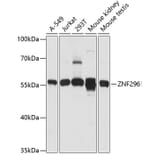 Western Blot - Anti-ZNF296 Antibody (A90534) - Antibodies.com