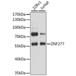 Western Blot - Anti-ZNF277 Antibody (A12825) - Antibodies.com