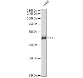 Western Blot - Anti-ETS1 Antibody (A90536) - Antibodies.com