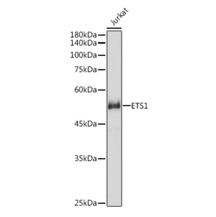 Western Blot - Anti-ETS1 Antibody (A90536) - Antibodies.com