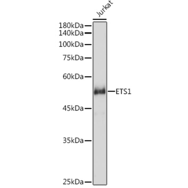 Western Blot - Anti-ETS1 Antibody (A90536) - Antibodies.com