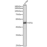 Western Blot - Anti-ETS1 Antibody (A90536) - Antibodies.com