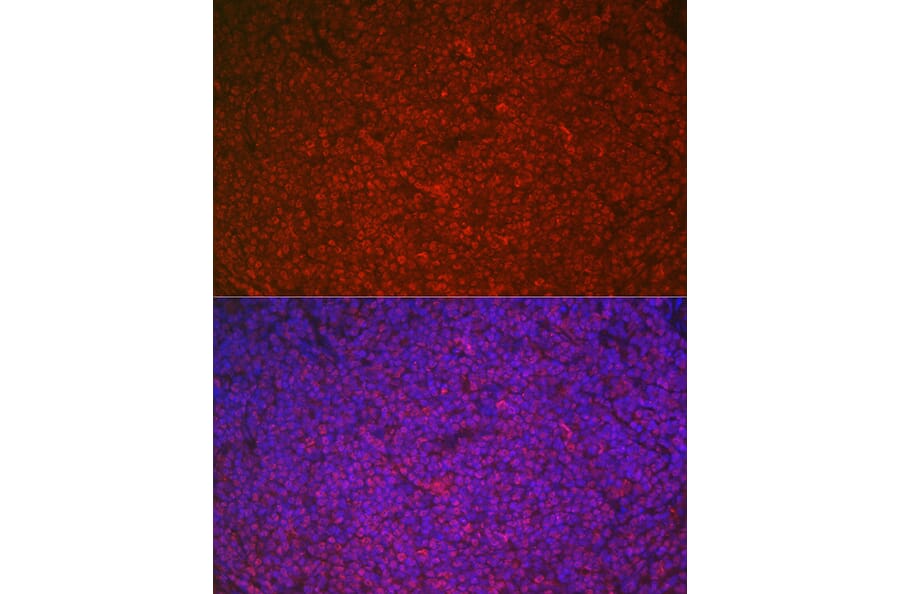 Immunofluorescence - Anti-ETS1 Antibody (A90536) - Antibodies.com