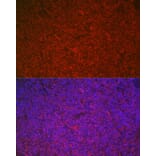 Immunofluorescence - Anti-ETS1 Antibody (A90536) - Antibodies.com