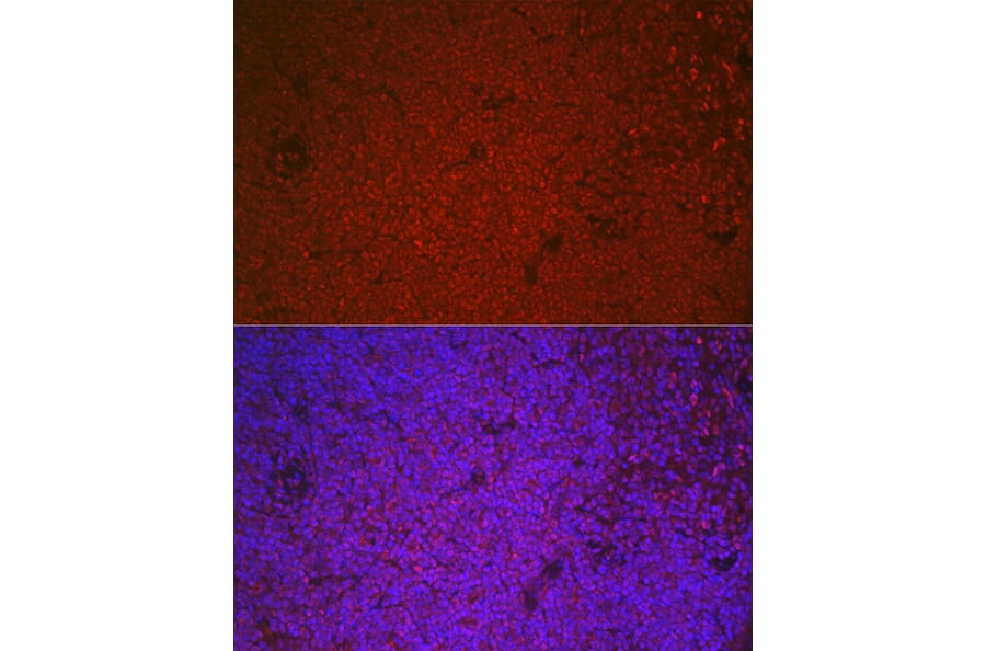 Immunofluorescence - Anti-ETS1 Antibody (A90536) - Antibodies.com