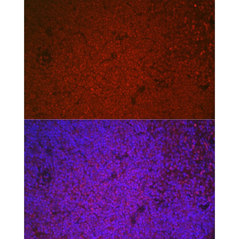 Immunofluorescence - Anti-ETS1 Antibody (A90536) - Antibodies.com