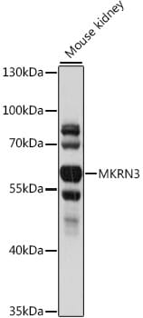 Western blot analysis of extracts of mouse kidney, using Anti-MKRN3 Antibody (A16073) at 1:1,000 dilution.
Secondary antibody: Goat Anti-Rabbit IgG (H+L) (HRP) (AS014) at 1:10,000 dilution.
Lysates / proteins: 25µg per lane.
Blocking buffer: 3% non-fat dry milk in TBST.
Detection: ECL Basic Kit (RM00020).
Exposure time: 5s.