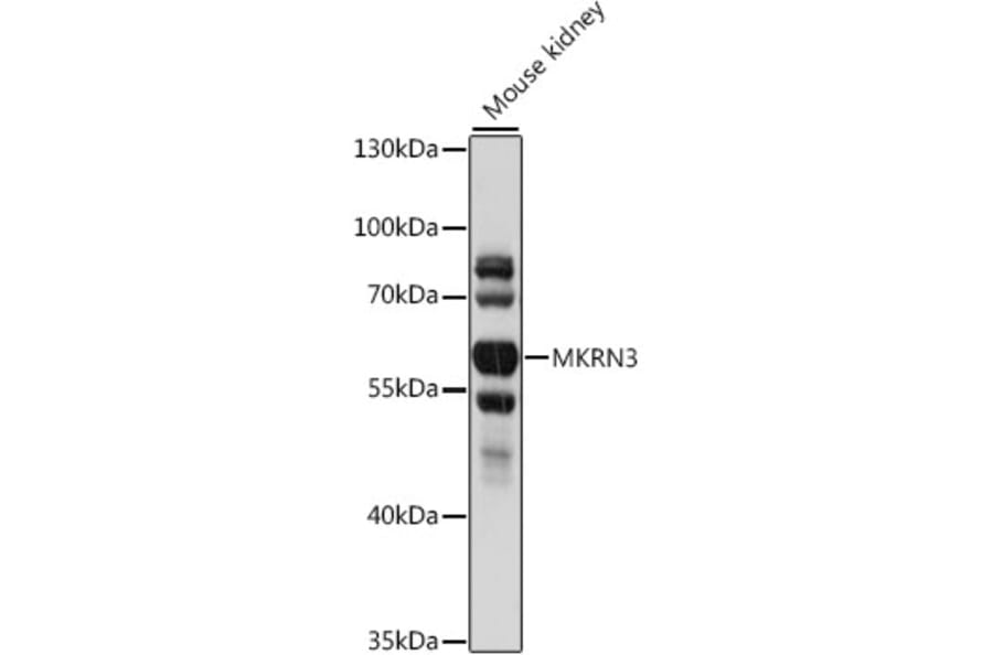 Western Blot - Anti-MKRN3 Antibody (A90537) - Antibodies.com