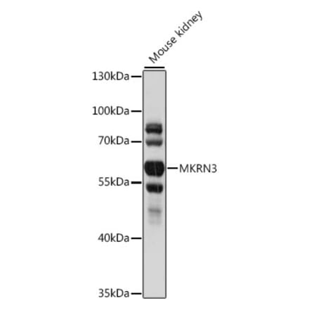 Western Blot - Anti-MKRN3 Antibody (A90537) - Antibodies.com