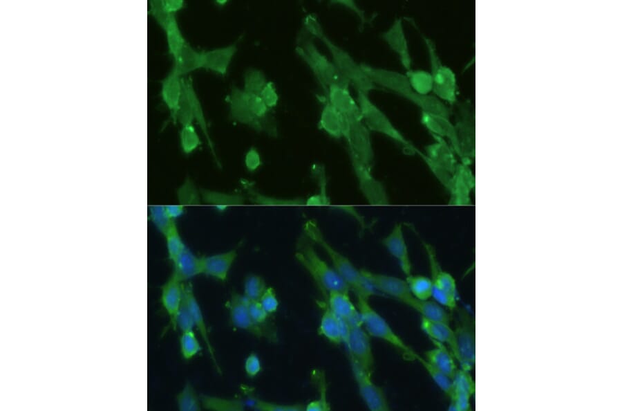 Immunofluorescence - Anti-Glucose 6 Phosphate Isomerase Antibody (A90538) - Antibodies.com