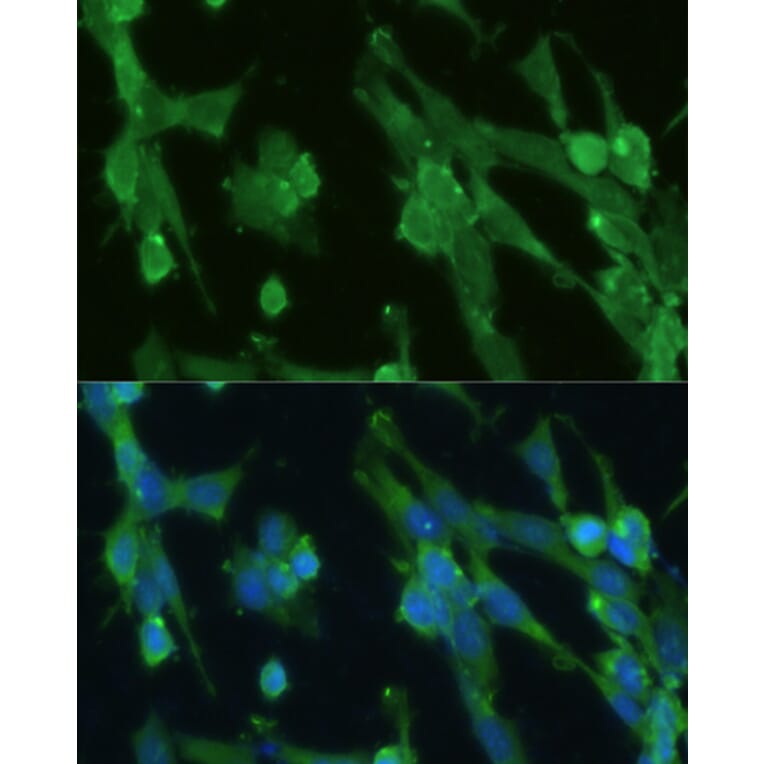 Immunofluorescence - Anti-Glucose 6 Phosphate Isomerase Antibody (A90538) - Antibodies.com