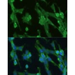 Immunofluorescence - Anti-Glucose 6 Phosphate Isomerase Antibody (A90538) - Antibodies.com