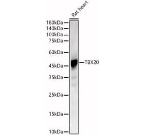 Western Blot - Anti-Tbx20 Antibody (A90539) - Antibodies.com