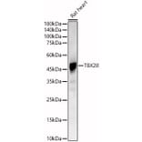 Western Blot - Anti-Tbx20 Antibody (A90539) - Antibodies.com