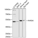 Western Blot - Anti-TENT2 Antibody (A90540) - Antibodies.com