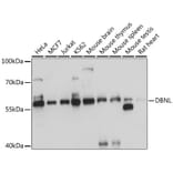 Western Blot - Anti-HIP55 Antibody (A90542) - Antibodies.com