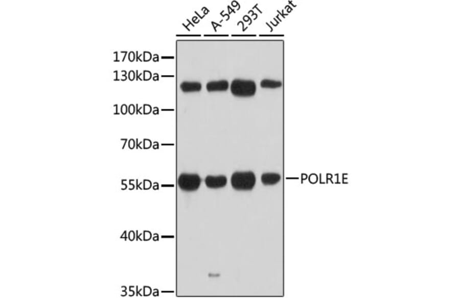 Western Blot - Anti-PRAF1 Antibody (A90543) - Antibodies.com