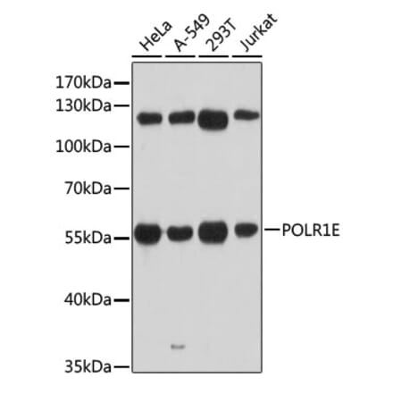 Western Blot - Anti-PRAF1 Antibody (A90543) - Antibodies.com