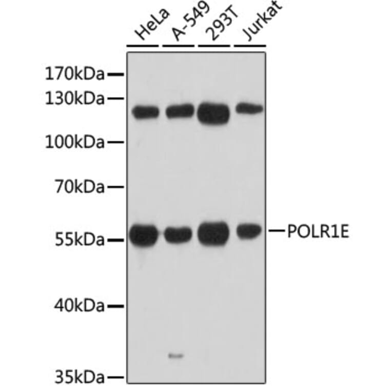 Western Blot - Anti-PRAF1 Antibody (A90543) - Antibodies.com
