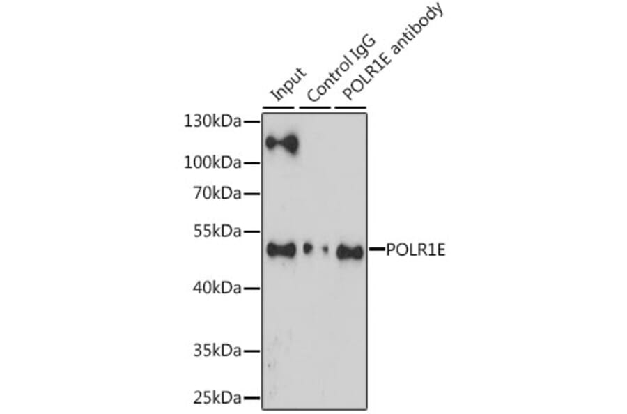 Western Blot - Anti-PRAF1 Antibody (A90543) - Antibodies.com