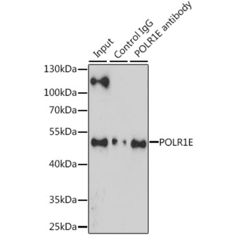 Western Blot - Anti-PRAF1 Antibody (A90543) - Antibodies.com
