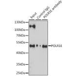 Western Blot - Anti-PRAF1 Antibody (A90543) - Antibodies.com