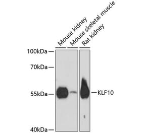 Western Blot - Anti-KLF10 Antibody (A90545) - Antibodies.com