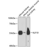 Western Blot - Anti-KLF10 Antibody (A90545) - Antibodies.com