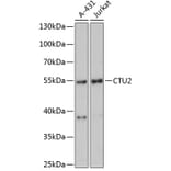 Western Blot - Anti-CTU2/NCS2 Antibody (A90546) - Antibodies.com