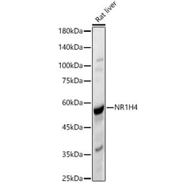 Western Blot - Anti-Bile Acid Receptor NR1H4 Antibody (A90549) - Antibodies.com