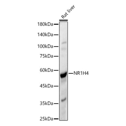 Western Blot - Anti-Bile Acid Receptor NR1H4 Antibody (A90549) - Antibodies.com