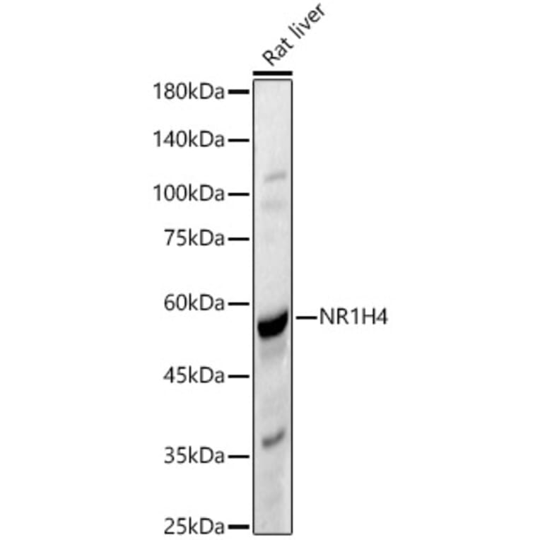 Western Blot - Anti-Bile Acid Receptor NR1H4 Antibody (A90549) - Antibodies.com