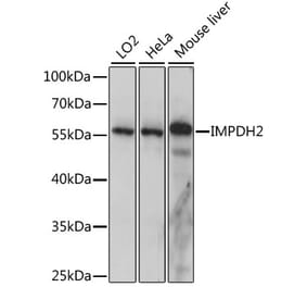 Western Blot - Anti-IMPDH2 Antibody (A90550) - Antibodies.com