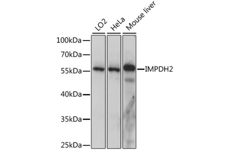Western Blot - Anti-IMPDH2 Antibody (A90550) - Antibodies.com