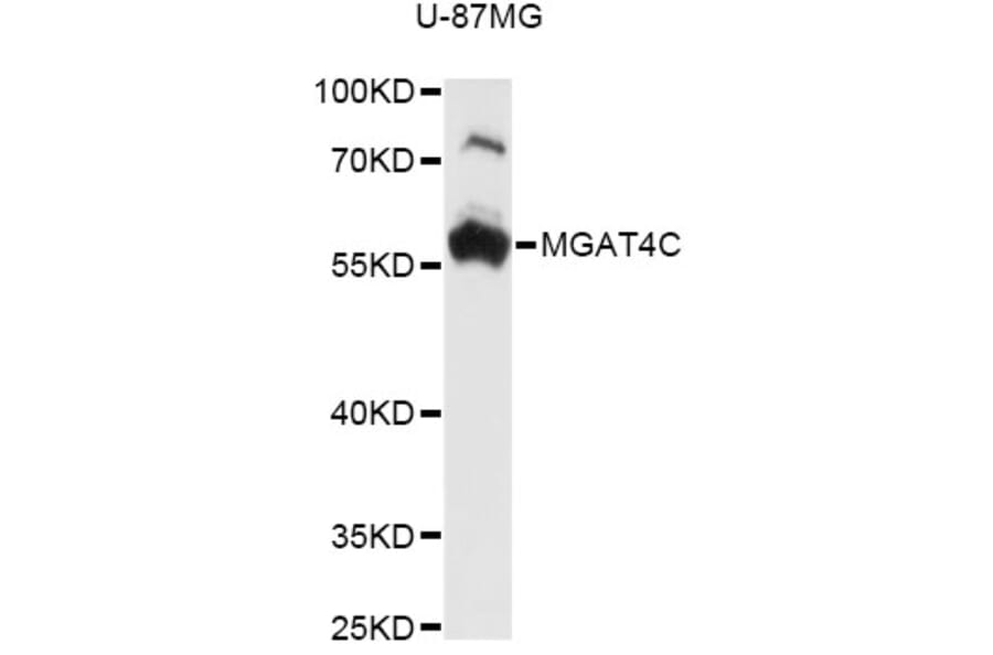 Western Blot - Anti-MGAT4C Antibody (A14326) - Antibodies.com