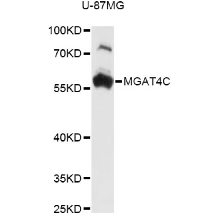 Western Blot - Anti-MGAT4C Antibody (A14326) - Antibodies.com