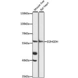 Western Blot - Anti-D2HGDH Antibody (A90556) - Antibodies.com