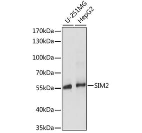 Western Blot - Anti-SIM2 Antibody (A90557) - Antibodies.com