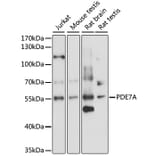 Western Blot - Anti-PDE7A/HCP1 Antibody (A90558) - Antibodies.com