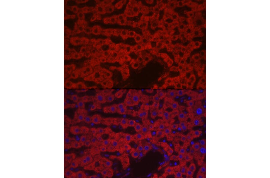 Immunofluorescence - Anti-Factor X Antibody (A90560) - Antibodies.com