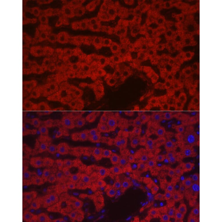 Immunofluorescence - Anti-Factor X Antibody (A90560) - Antibodies.com