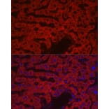 Immunofluorescence - Anti-Factor X Antibody (A90560) - Antibodies.com