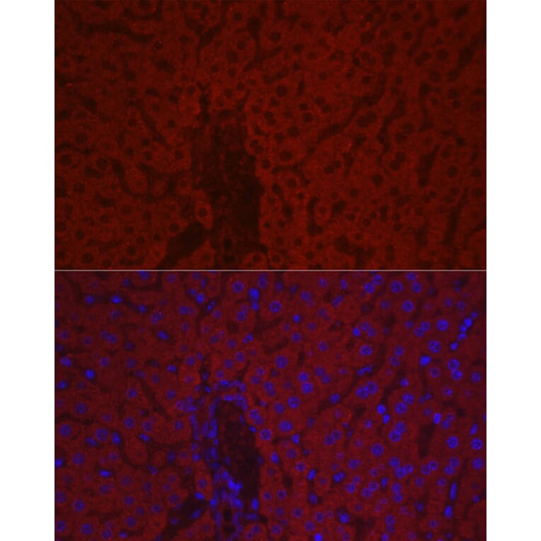 Immunofluorescence - Anti-Factor X Antibody (A90560) - Antibodies.com
