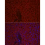 Immunofluorescence - Anti-Factor X Antibody (A90560) - Antibodies.com